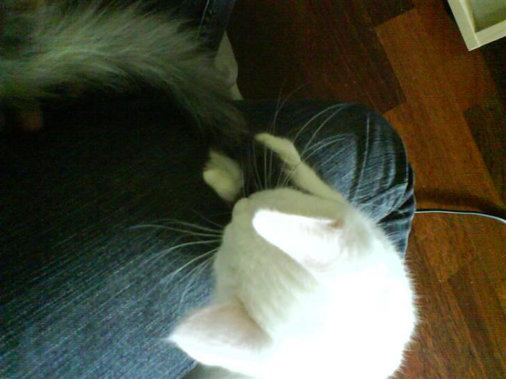 Blanding af racer tyson  - hov der var lige en hale :D lad mig bide lidt i den billede 10