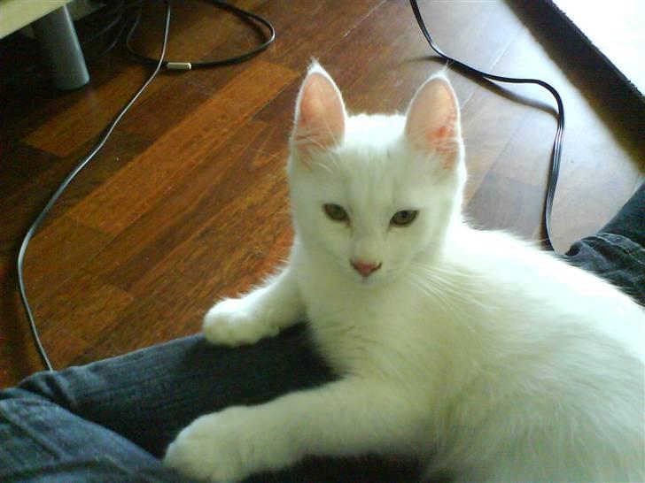 Blanding af racer tyson  billede 11