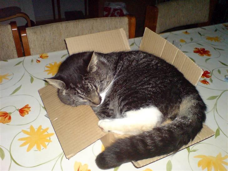 Huskat Tyson *RIP* - Jeg kan da godt være i en papkasse selvom jeg er stor :) billede 1