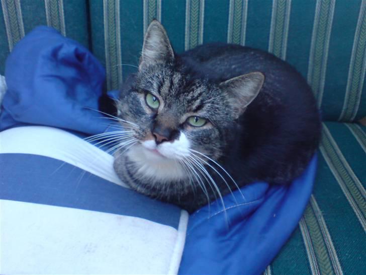 Huskat Tyson *RIP* billede 2