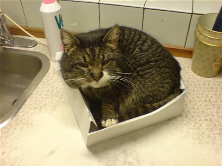 Huskat Tyson *RIP* - Haaah, en pizzabakke. billede 3