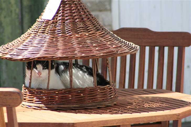 Huskat Yrsa(Batman)† billede 4