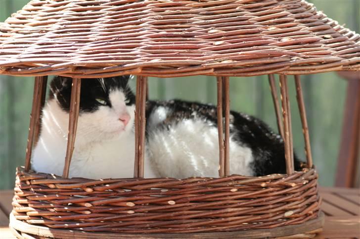 Huskat Yrsa(Batman)† billede 5