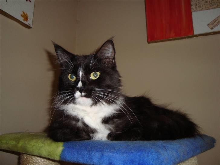 Maine Coon Ditacas Malou * SÆLGES* - her er hun ca 1 ½ år billede 8