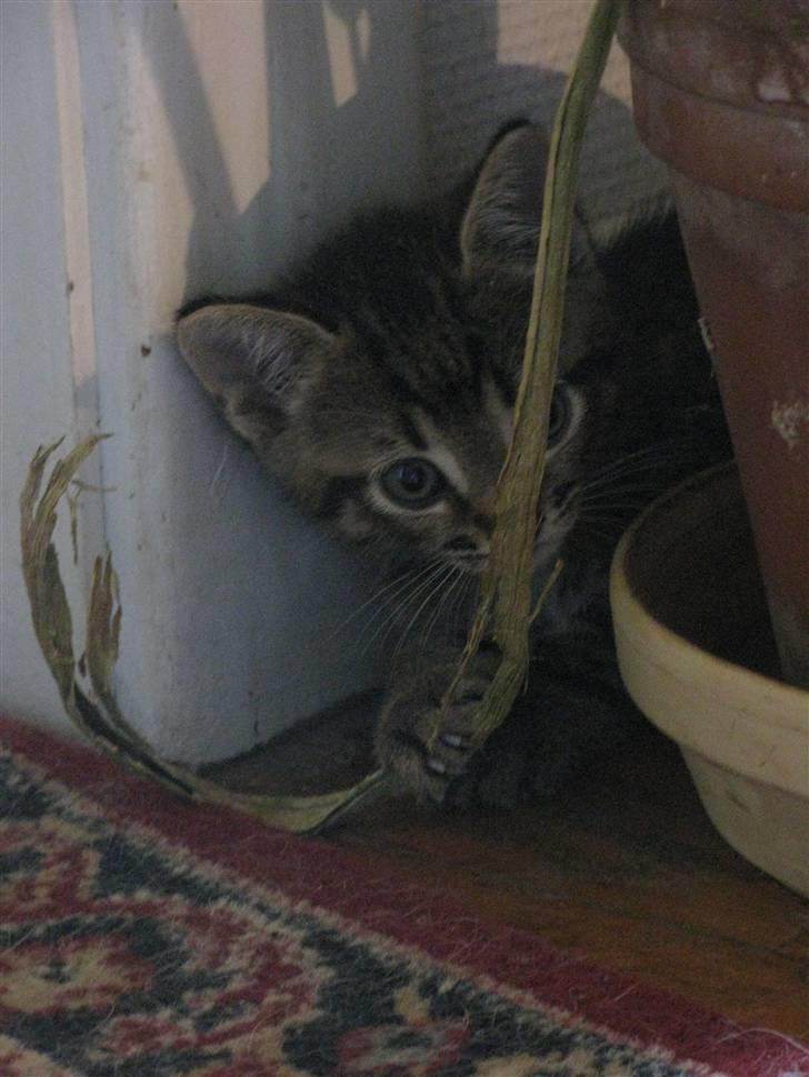 Huskat Missetat **BORTGIVET** billede 15