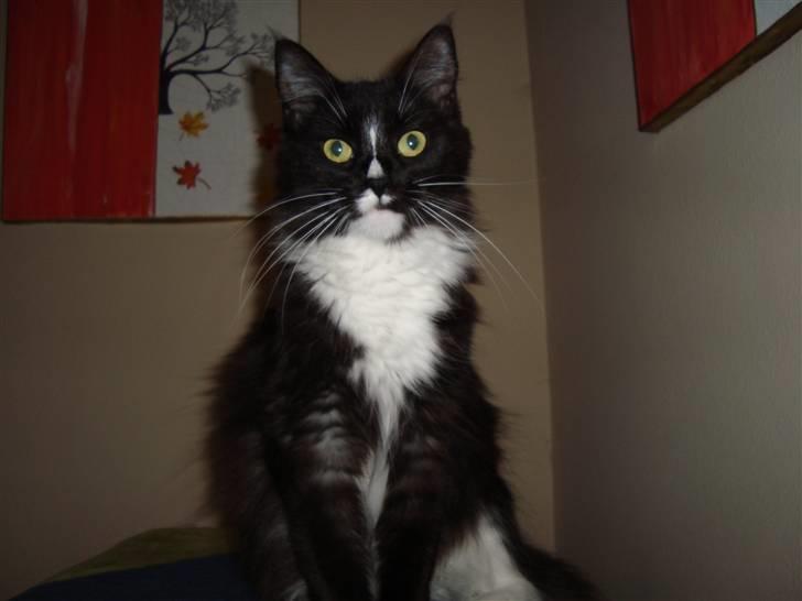 Maine Coon Ditacas Malou * SÆLGES* - ca 1½år gammel og bliver kun større billede 9