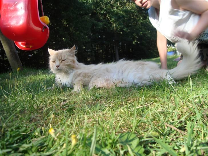 Blanding af racer Katja billede 14