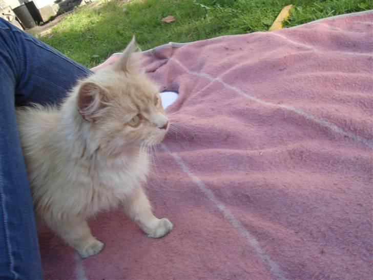 Blanding af racer Katja billede 15