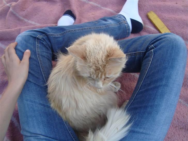 Blanding af racer Katja billede 16