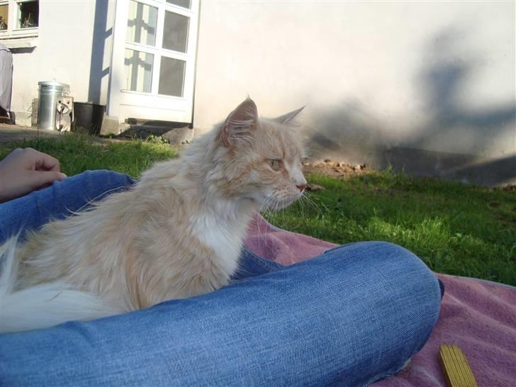 Blanding af racer Katja billede 17