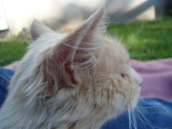 Blanding af racer Katja billede 18