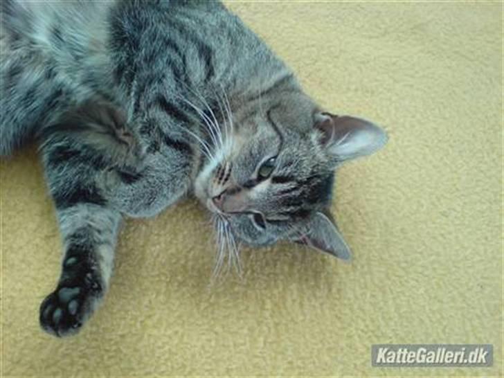 Huskat Mis. billede 1