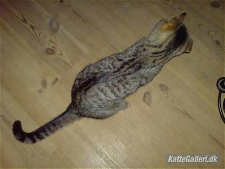 Huskat Mis. billede 2