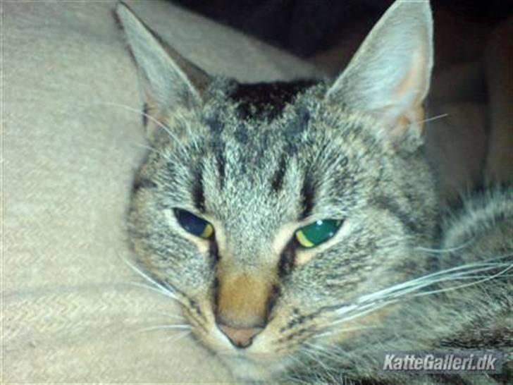 Huskat Mis. billede 3