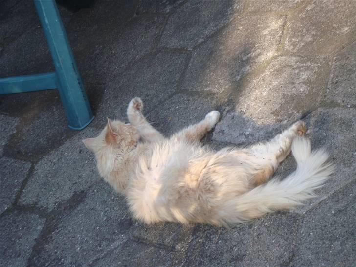 Blanding af racer Katja billede 19