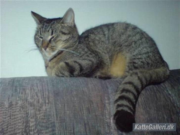 Huskat Mis. billede 4