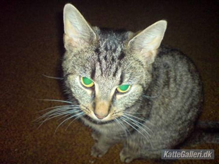 Huskat Mis. billede 5