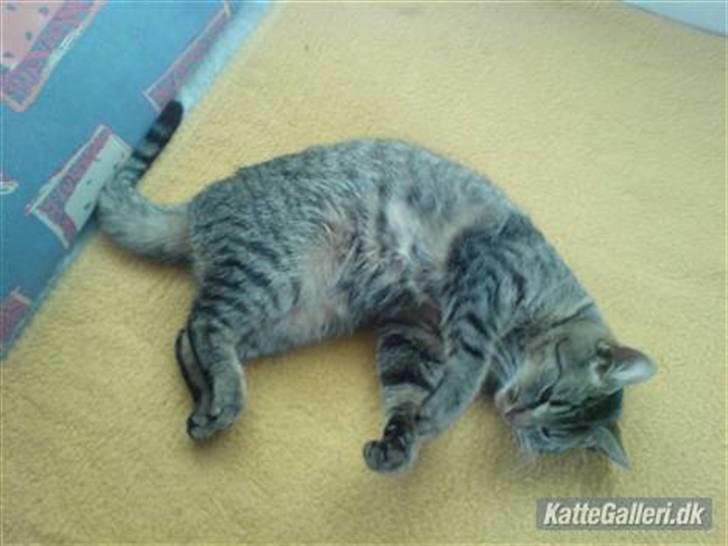 Huskat Mis. billede 6