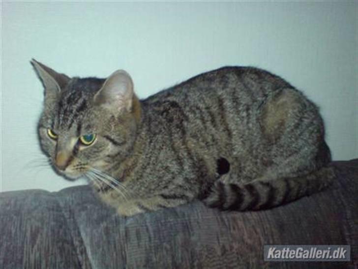 Huskat Mis. billede 7