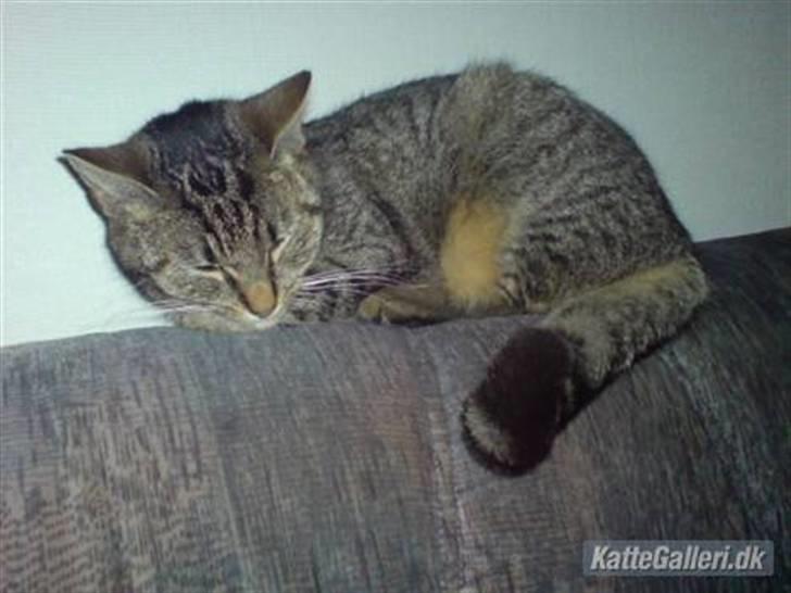 Huskat Mis. billede 8