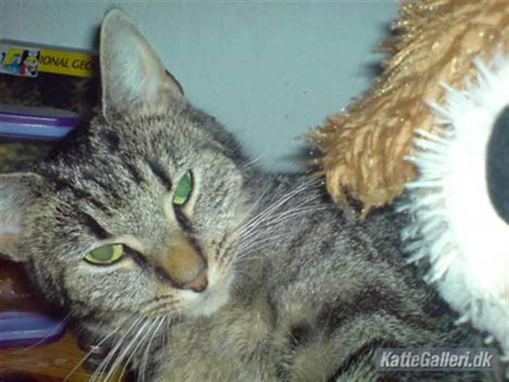 Huskat Mis. billede 9