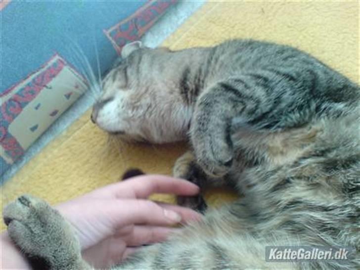 Huskat Mis. billede 10