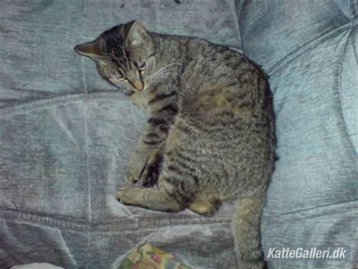 Huskat Mis. billede 11