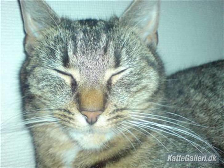 Huskat Mis. billede 12