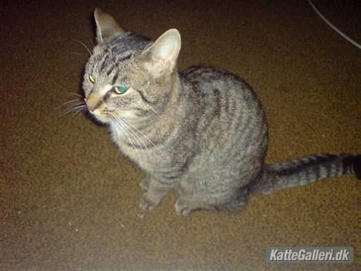 Huskat Mis. billede 13