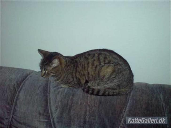 Huskat Mis. billede 14