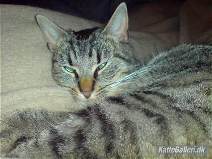 Huskat Mis. billede 15