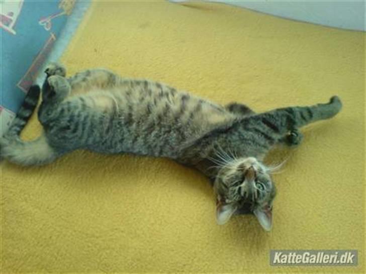 Huskat Mis. billede 17