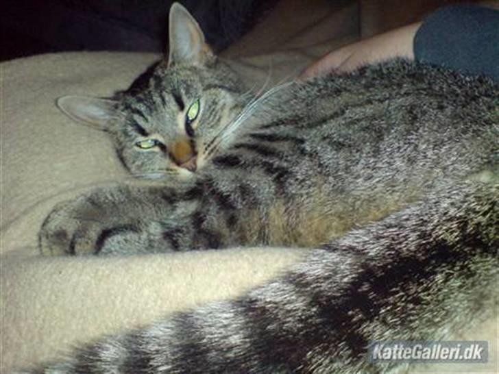 Huskat Mis. billede 18