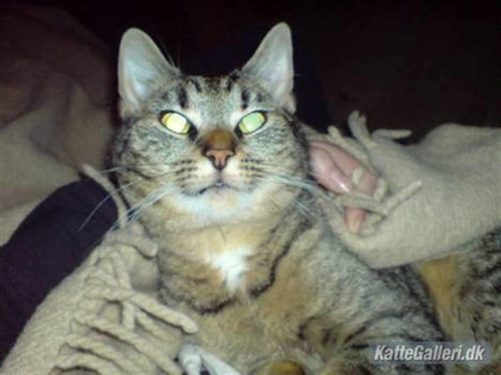 Huskat Mis. billede 19