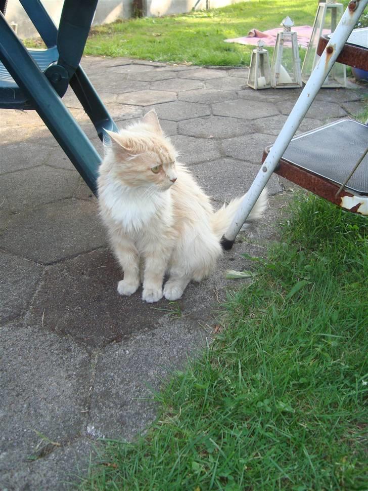 Blanding af racer Katja billede 20