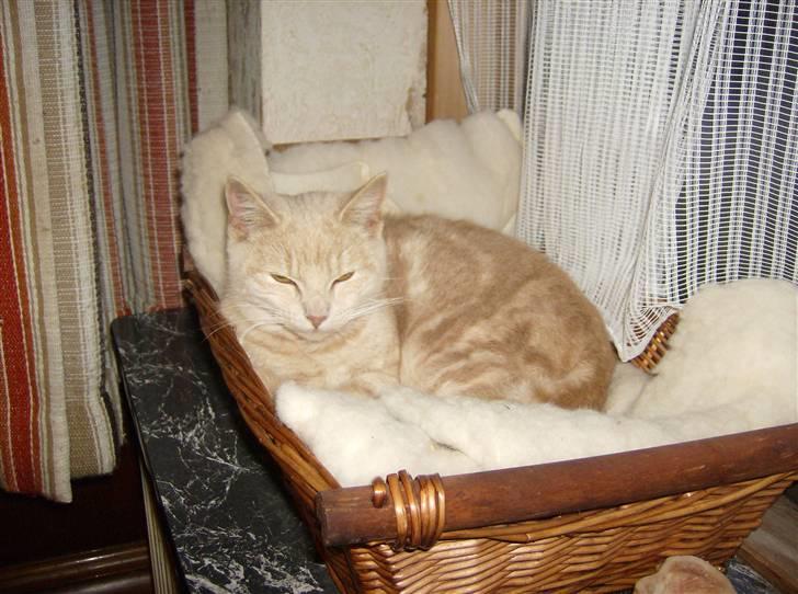 Huskat Mini billede 1