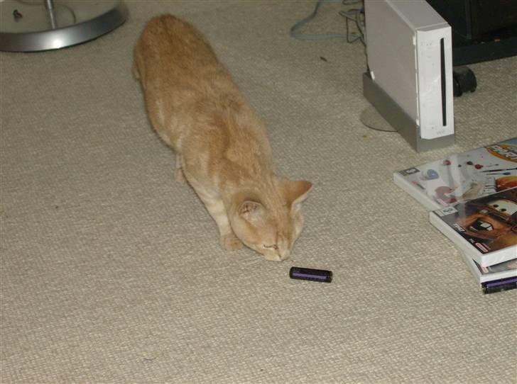 Huskat Mini billede 2