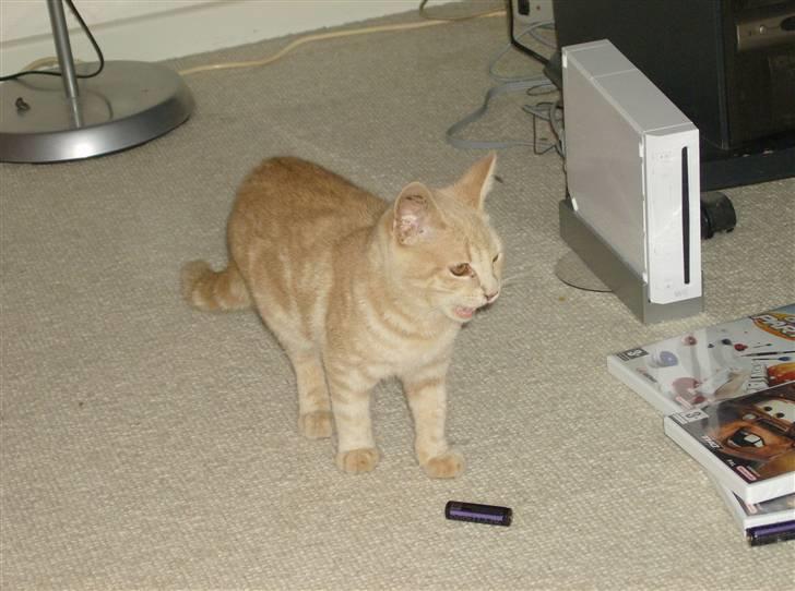 Huskat Mini billede 3