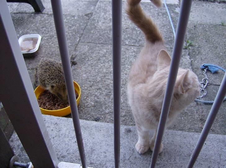 Huskat Mini billede 4