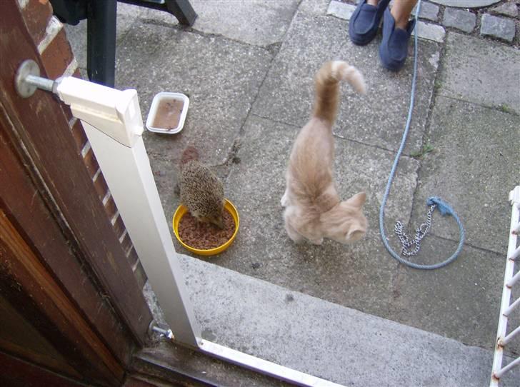 Huskat Mini - Spiser sammen med pindsvinet billede 5