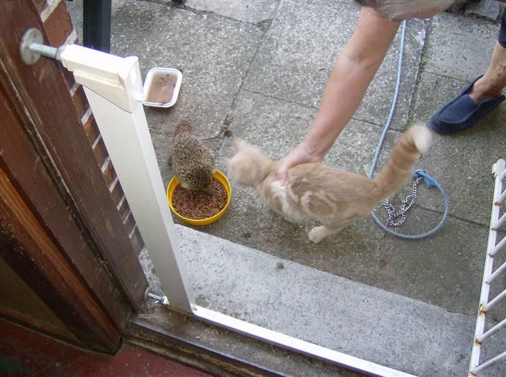 Huskat Mini billede 6