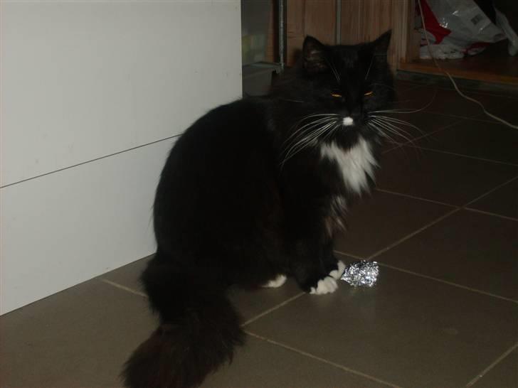 Blanding af racer Samson - samson er helt tosset med sølvpapier. det er hans foretrunkne legetøj billede 9