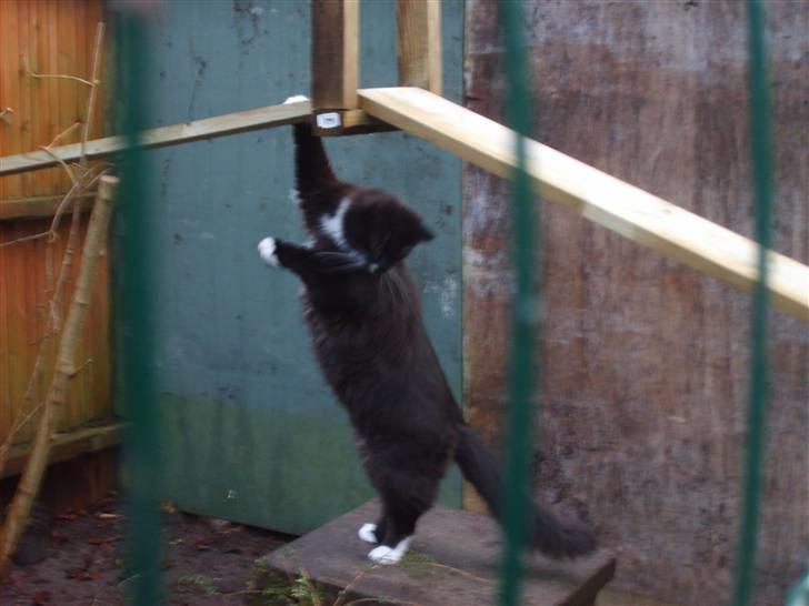 Blanding af racer Samson billede 10