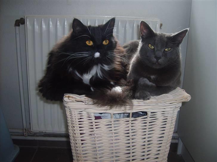 Blanding af racer Samson - de kan lige være der begge to billede 11