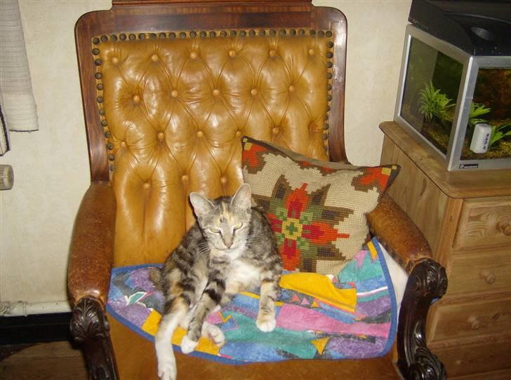 Huskat Molly billede 1