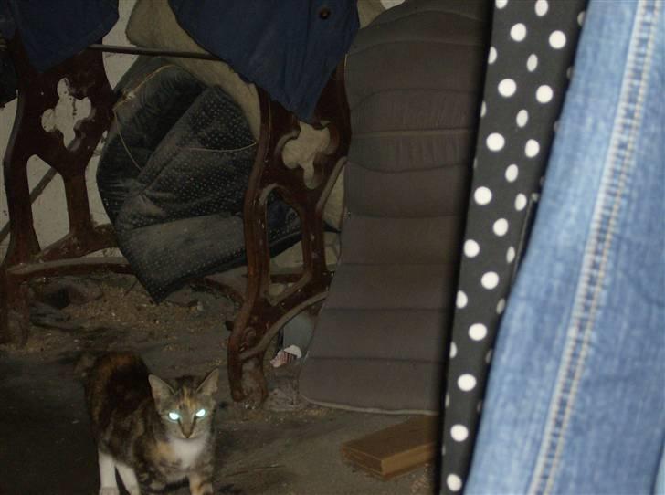 Huskat Molly billede 2