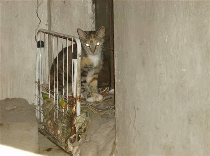 Huskat Molly billede 3