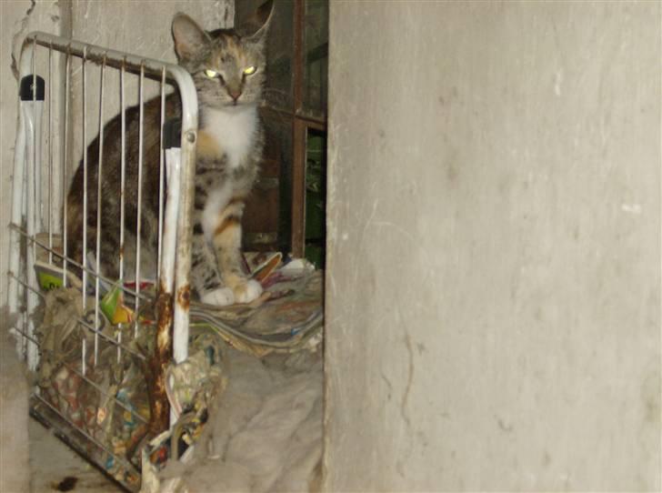 Huskat Molly billede 4