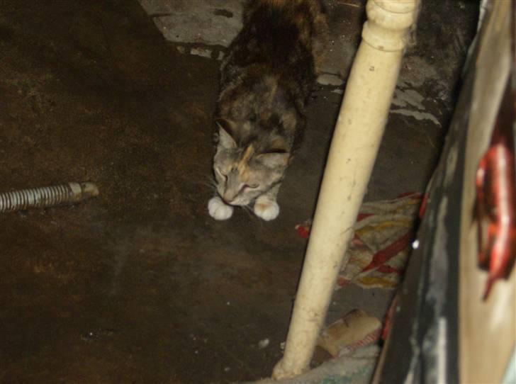 Huskat Molly billede 5