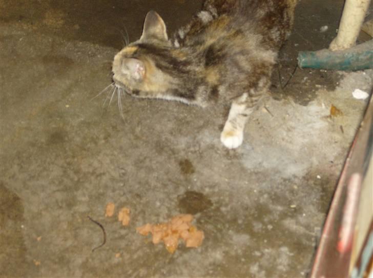 Huskat Molly billede 6